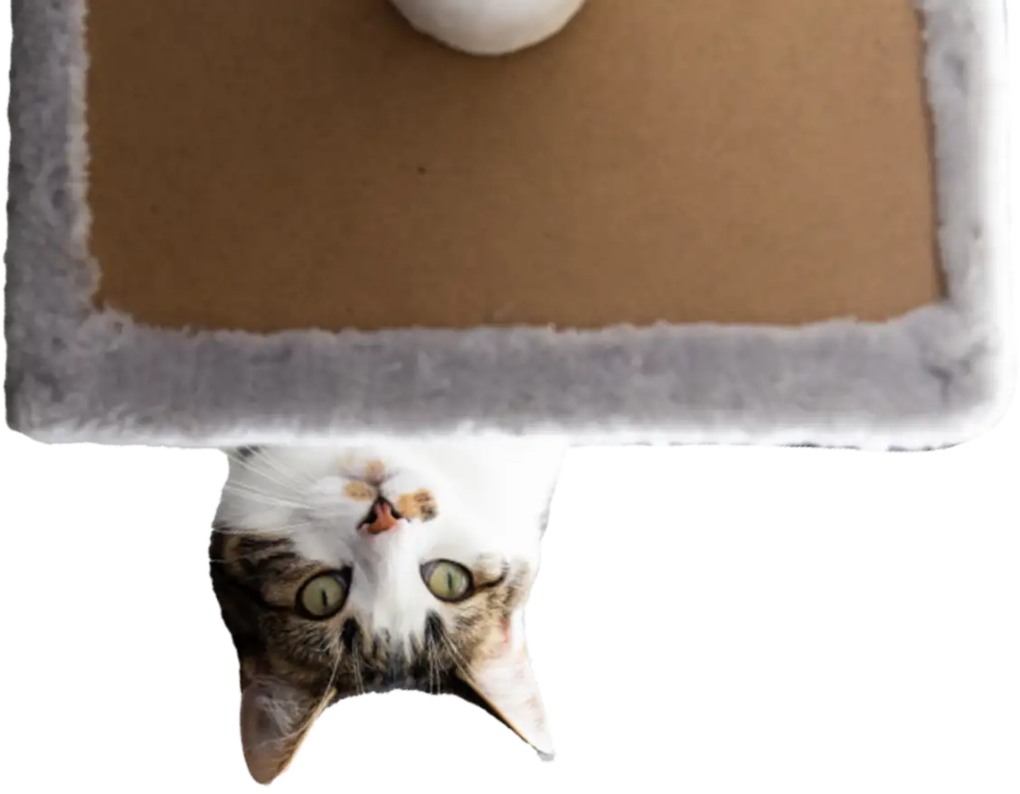 upside down cat